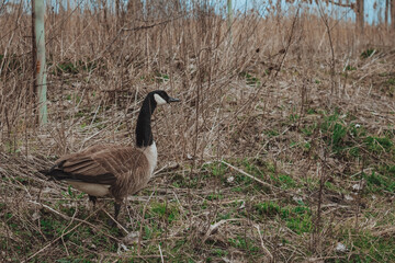 country goose on the beach