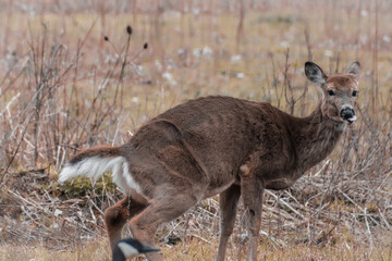 Deer giving funny face.