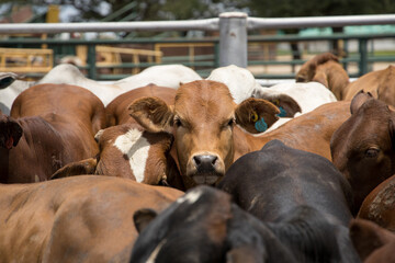 Feedlot cattle 3