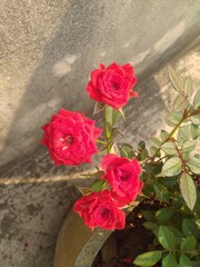 Red Rose Flower Closeup