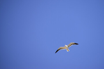 Bottom-up view of a seagull flying with the blue sky in the background.