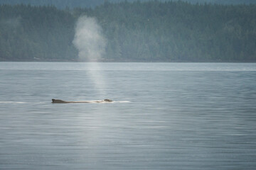 Canada, British Columbia. A Humpback Whale (Megaptera novaeangliae) exhales on the surface of Johnstone Strait.