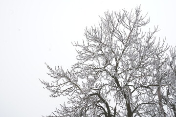 Fototapeta na wymiar silhouette of almond trees with frost snow