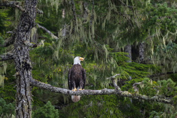 Canada, British Columbia. A Bald Eagle (Haliaeetus leucocephalus) perches on a limb amid Bearded Lichen in forested Vancouver Island along Johnstone Strait.