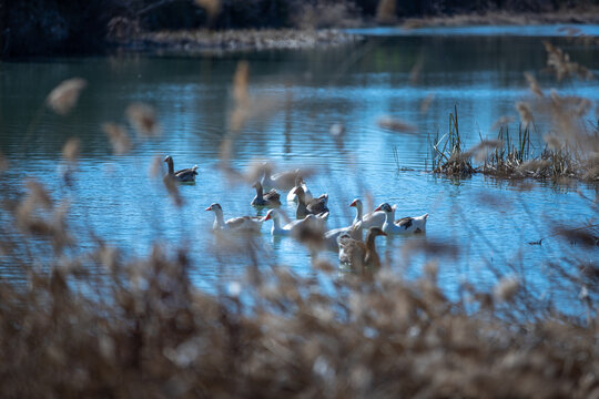 Patos ba&ntilde;&aacute;ndose en el r&iacute;o Jarama a su paso por Aranjuez