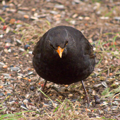 Amsel im Garten