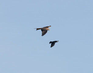 Red Kite and crow flying, the kite is looking at food in the crows mouth and flying above it. Two species of bird side view in bright sunlight against blue sky.