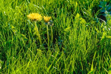 Yellow dandelion flowers in green grass in spring - 414218633