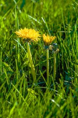 Yellow dandelion flowers in green grass in spring - 414218634