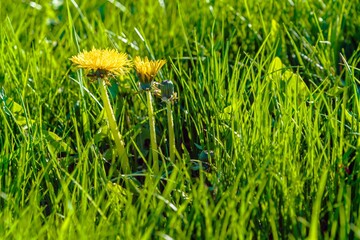 Yellow dandelion flowers in green grass in spring - 414218652