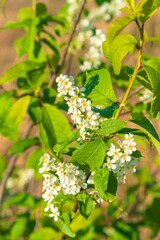 Spring landscape with bird  cherry blossoms and young leaves - 414218655