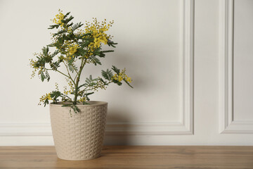 Beautiful potted mimosa on wooden table near white wall, space for text