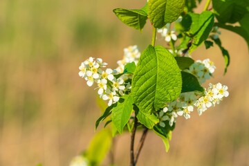 Spring landscape with bird  cherry blossoms and young leaves - 414218685