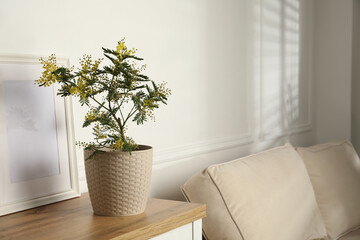 Beautiful potted mimosa and photo frame on wooden table in room, space for text