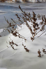 Bush branches sticking out of the ice