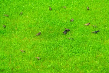 A flock of starlings feed in the fresh green grass of a meadow - 414218877