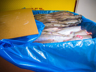 Boxed in crates and ready to be shipped, flash frozen Sockeye Salmon are readied for transport from...