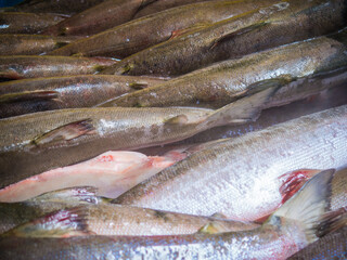Flash frozen Sockeye Salmon are ready to be boxed and shipped to markets around the world. 