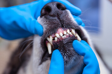 Veterinarian doctor inspecting dog teeth at vet clinic. concept medicine, pet, animals, health care...