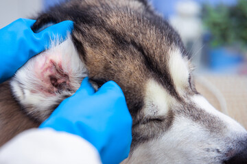 Fototapeta premium Close up veterinarian examines dog's ear in vet clinic