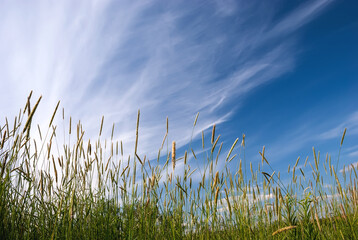Spikelets of grass against the background of a blue sky with clouds