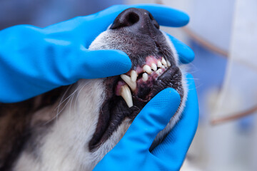 Veterinarian doctor inspecting dog teeth at vet clinic. concept medicine, pet, animals, health care...