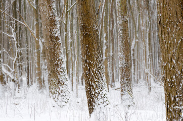 Willow trees in a winter snow storm