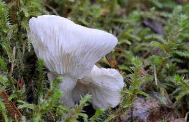 Canada, British Columbia, Vancouver Island. White Chanterelle (Cantharellus Subalbidus) mushroom showing the gills