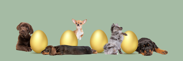 five puppies arranged around golden Easter eggs