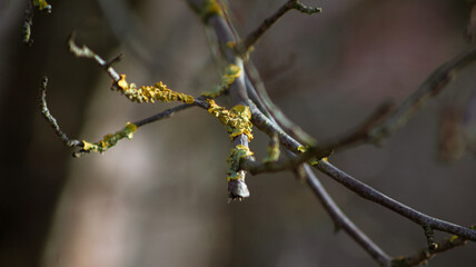 frost on a branch