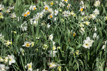 Fototapeta premium Different types of daffodils bloom on a flower bed on a bright sunny spring day. Simple, unusual and terry daffodils