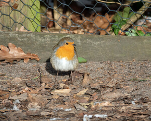 Einsames Rotkehlchen