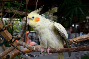 Beautiful Nymphs parrot nymph gray with yellow crest