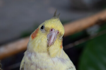 Beautiful Nymphs parrot nymph gray with yellow crest