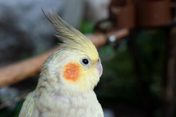 Beautiful Nymphs parrot nymph gray with yellow crest