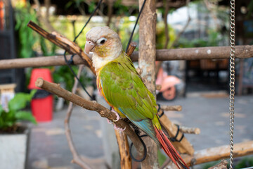 parrot bird sitting on the perch