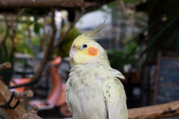 Beautiful Nymphs parrot nymph gray with yellow crest