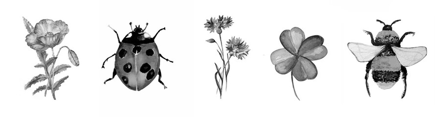 Set Watercolor painting of flowers and beetles illustration