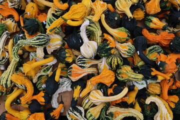 colorful gourds