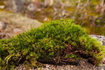 Close-up clump of moss in Squamish, British Columbia, Canada