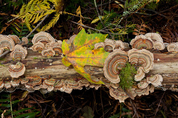 Bracket fungus Trametes versicolor on log in Sechelt, British Columbia