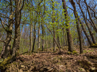 Wald mit Blick zwischen Baumstämmen im Nationalpark Kellerwald-Edersee