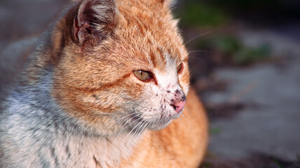 Naklejka na ściany i meble close up of a red cat