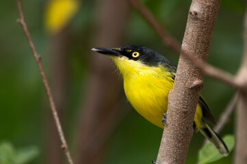 Common Tody-Flycatcher on a branch