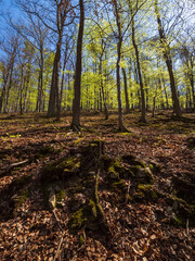 Fototapeta premium Wald mit Blick zwischen Baumstämmen im Nationalpark Kellerwald-Edersee