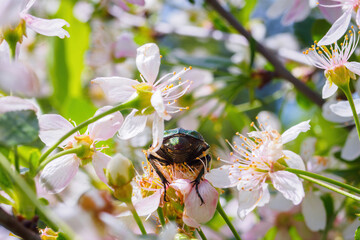 Back side of beetle in white cherry flowers on sunny spring day. Fun springtime card, bug ass. Selective focus.