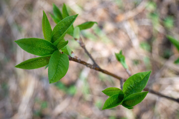 Fototapeta na wymiar Twig of Prunus padus with young green leaves on spring day. Selective focus.