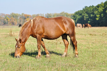 Draft horse grazing on a pasture on a sunny autumn day