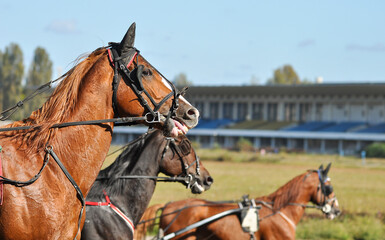 Portraits of trotter horse in motion on hippodrome