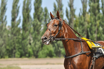 Obraz premium Portraits of chestnut trotter horse in motion on hippodrome